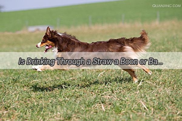 Is Drinking Through a Straw a Boon or Bane for Your Pooch Unveiling the Dangers of Canine Straw Drinking Habits